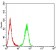 CAPN1 Primary Antibody  MP31705 [M5B2G10]