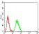 CD369 Primary Antibody MP31709  [M4G2H2]