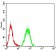 IDH2 Primary Antibody MP31711  [M3E8D12]