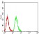 MAP1LC3A Primary Antibody  MP31712 [M7E9E12]