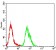 ATR Primary Antibody  MP31718 [M3G6D2]