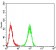 DFFA Primary Antibody  MP31719 [M2B10C8]