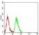 WDFY3 Primary Antibody   MP31721 [M4G9H4]