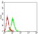 KMT2D Primary Antibody  MP31724 [M3C8E11]