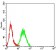 KMT2D Primary Antibody  MP31725 [M1D10F6]
