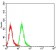 LILRA1 Primary Antibody  MP31727  [M3B4C4]