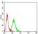 DFFB Primary Antibody MP31736 [M2E6G3]