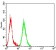 MAPK9 Primary Antibody MP31737 [M2F6H11]