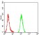 CYCS Primary Antibody MP31738[M5E6B11]