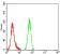 CYCS Primary Antibody MP31739 [M2E4F8]