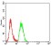 MSLN Primary Antibody MP31740 [M5C11A4]