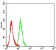 MSLN Primary Antibody  MP31741 [M4H12F8]