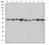 CCT2 Primary Antibody MP30274 [M5B5C4]
