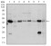 ASS1 Primary Antibody MP30321 [M2C10]