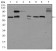 GPC3 Primary Antibody MP30372 [M9C2]