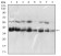 KHDRBS2 Primary Antibody MP30638 [M7G8C10]