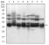KHDRBS2 Primary Antibody MP30644 [M3D12C11]