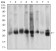 CASP3 Primary Antibody MP30756 [M3D4D10]