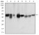 TUBB1 Primary Antibody MP30762 [M2A1A9]