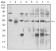 DDX39B Primary Antibody MP30867 [M3A2B2]