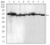 BMP7 Primary Antibody MP30875 [M6E5D12]