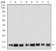 HIST2H4A(20Me3) Primary Antibody MP30889 [M7A2A7]