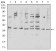 TNFSF11 Primary Antibody MP31304 [M8A7B9]