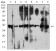 CD53 Primary Antibody MP31520 [M7A8D3]