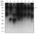 KAT2B Primary Antibody MP31630  [M7D12C8]