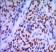 GATA1 Primary Antibody MP30047 [M4F5]