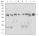 DDX39B Primary Antibody MP30866 [M2F5G7]