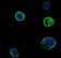 MUSK Primary Antibody MP20347 [M10A4]