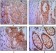 EPCAM Primary Antibody MP30049 [M7E11]