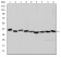 ACTA2 Primary Antibody MP30235 [M4A4]