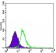 MEF2C Primary Antibody MP30439 [M6H2G2]