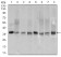PCNA Primary Antibody MP30453A  [M7H4F8]