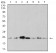 ANAPC10 Primary Antibody MP31140 [M8F1D10]