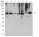 NAA10 Primary Antibody MP31177 [M3G3B9]