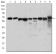 PRKAA1 Primary Antibody MP30172 [M2B7]