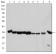 CDK1 Primary Antibody MP30180 [M5A6]