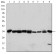 CDK1 Primary Antibody MP30181 [M2G9]