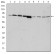 GRK2 Primary Antibody MP30199 [M3F8]