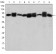 HSP90AB1 Primary Antibody MP30227 [M5G4]