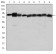 HSP90AB1 Primary Antibody MP30228 [M1D9]