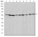 AIF Primary Antibody MP30245 [M4E7]