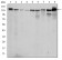 PRK2 Primary Antibody MP30252 [M1D1]