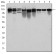 MCM2 Primary Antibody MP30260 [M2B3]