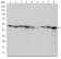 CCT2 Primary Antibody MP30266 [M5B5F5]