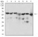 BACE1 Primary Antibody MP30625 [M3C1C3]