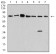 SYN1 Primary Antibody MP31015 [M7H10G6]